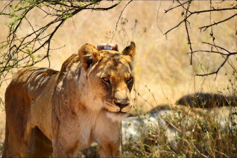 Bushtime Mabula Lägenhet Mabula Game Reserve Exteriör bild
