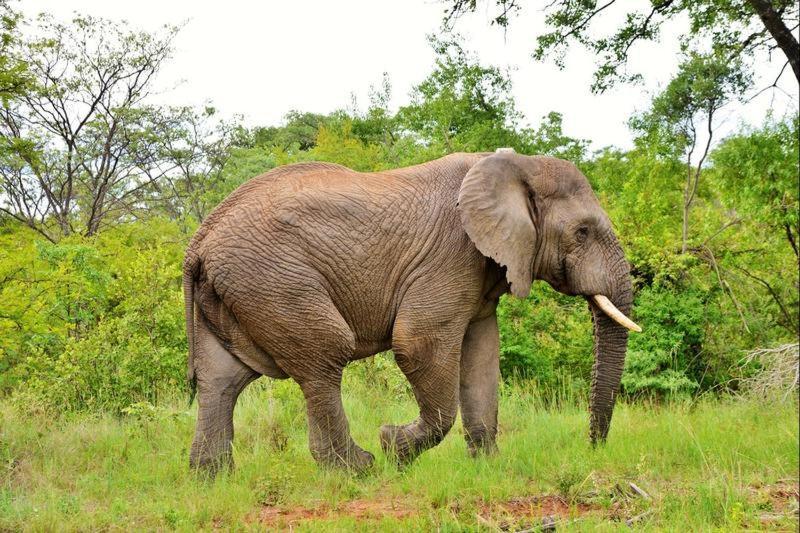 Bushtime Mabula Lägenhet Mabula Game Reserve Exteriör bild